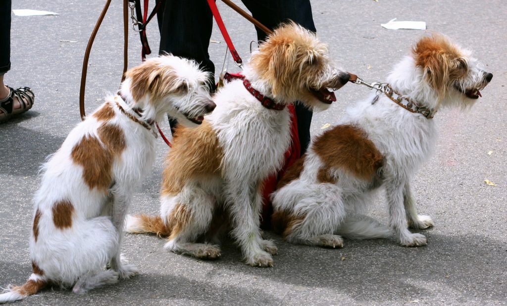 Die beliebtesten Hundeleinen im Überblick