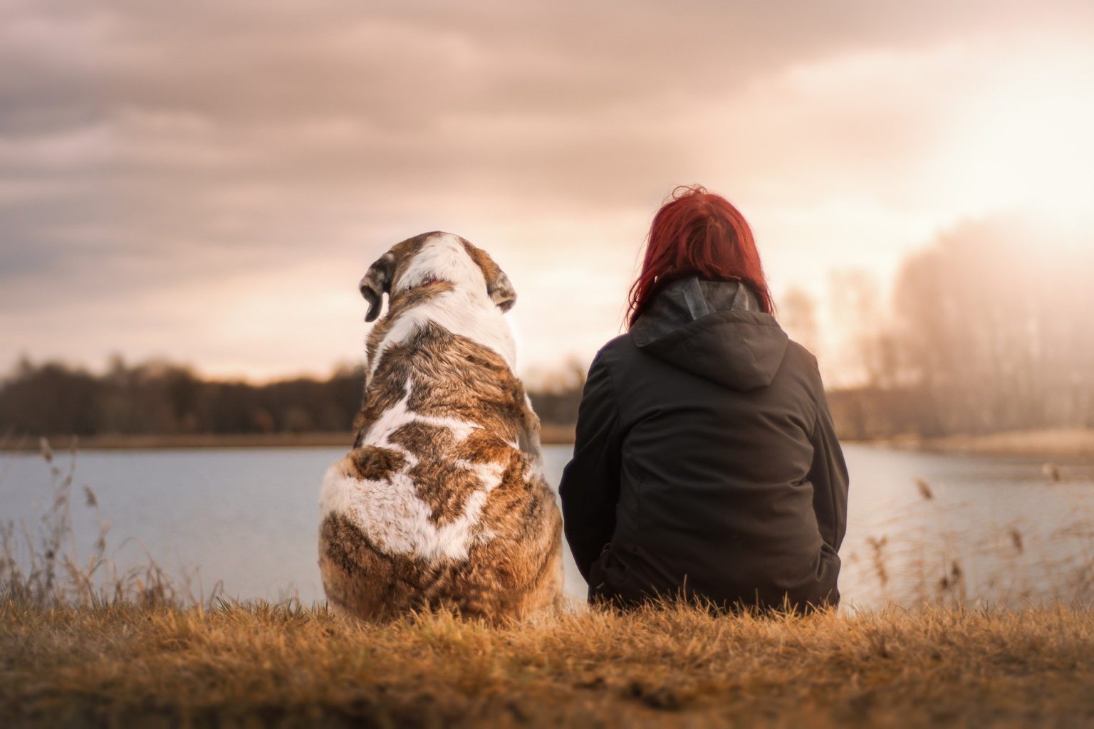 Hundeallergie. So leben Hund und Halter glücklich miteinander