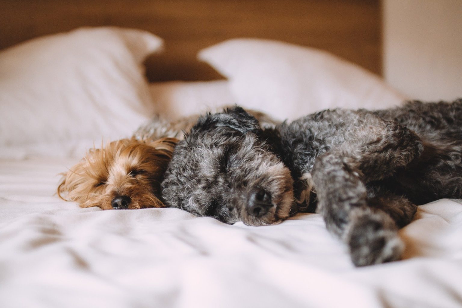 Nachtkerzenöl Hund Achte besonders darauf welpenhaus.de