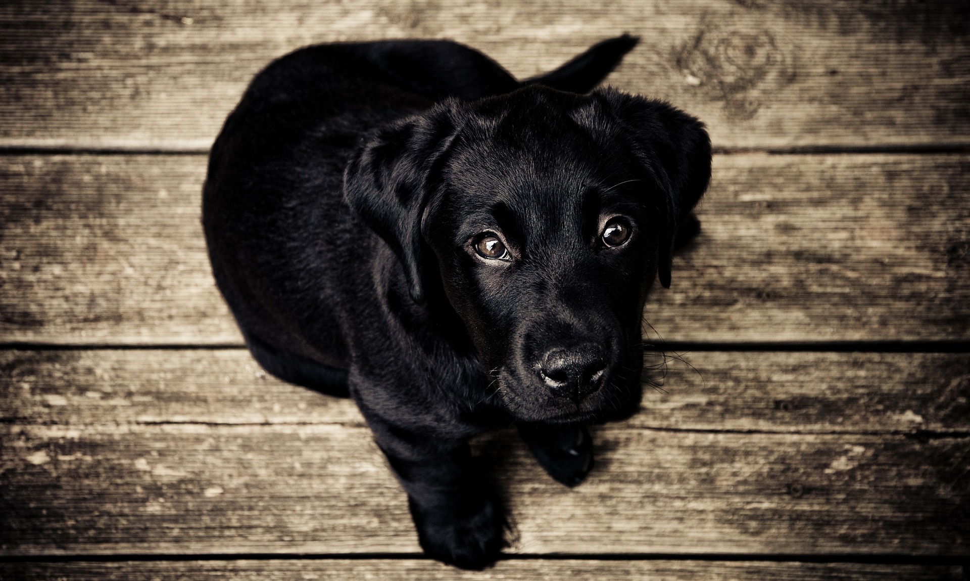 Die besten Türgitter für deinen Hund! welpenhaus.de